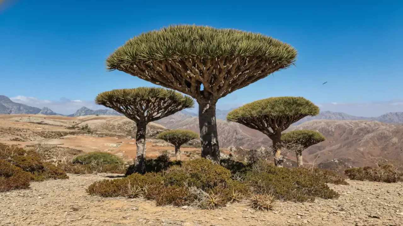 تقرير إسباني صادم.. اتهامات ضد الإمارات بنهب الثروة البيئية الفريدة في جزيرة سقطرى